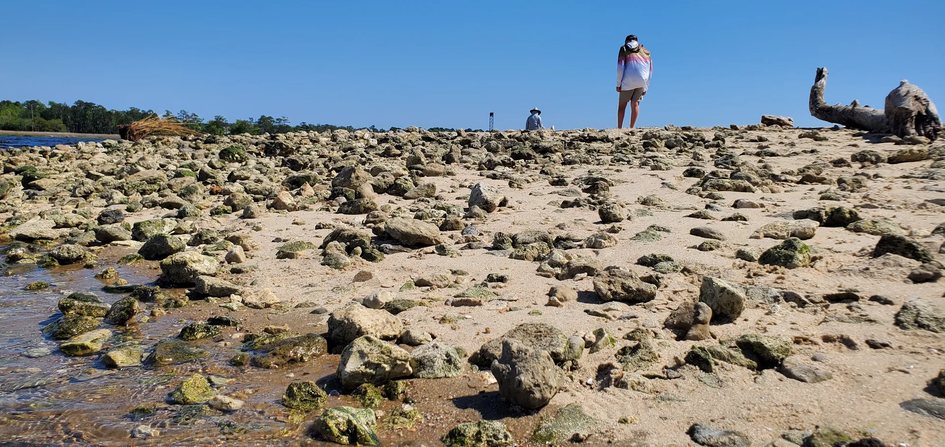 Fossil hunting on the exposed shoreline at low tide